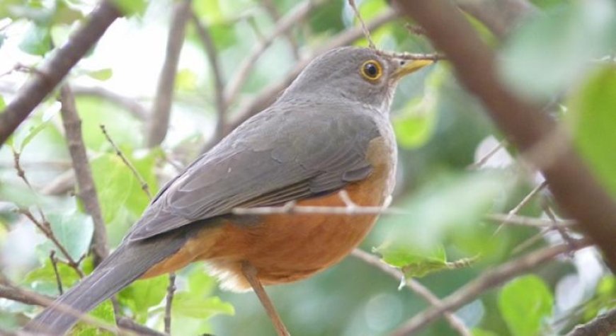Parque Aggeo Pio Sobrinho recebe projeto de observação de aves neste sábado (10)
