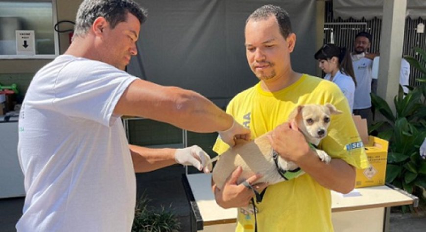 Prefeitura de BH vai vacinar cães e gatos contra a raiva em 23 de agosto