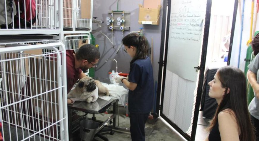 Complexo Veterinário oferece acolhimento psicológico a tutores e colaboradores