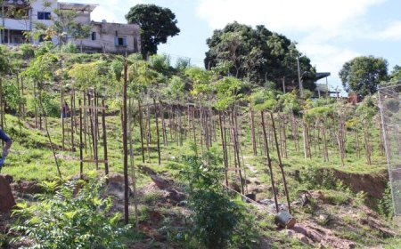 Comunidade do Granja de Freitas e Taquaril participa de ação de educação ambiental do Programa Renascente